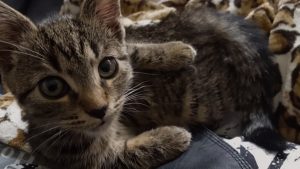 Thumbnail voor Redacteur Gaby (28) vond haar kat na zes jaar terug: 'Ik herkende Mowgli meteen'