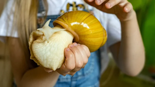 Gele reuzenslak zit op de hand van een vrouw