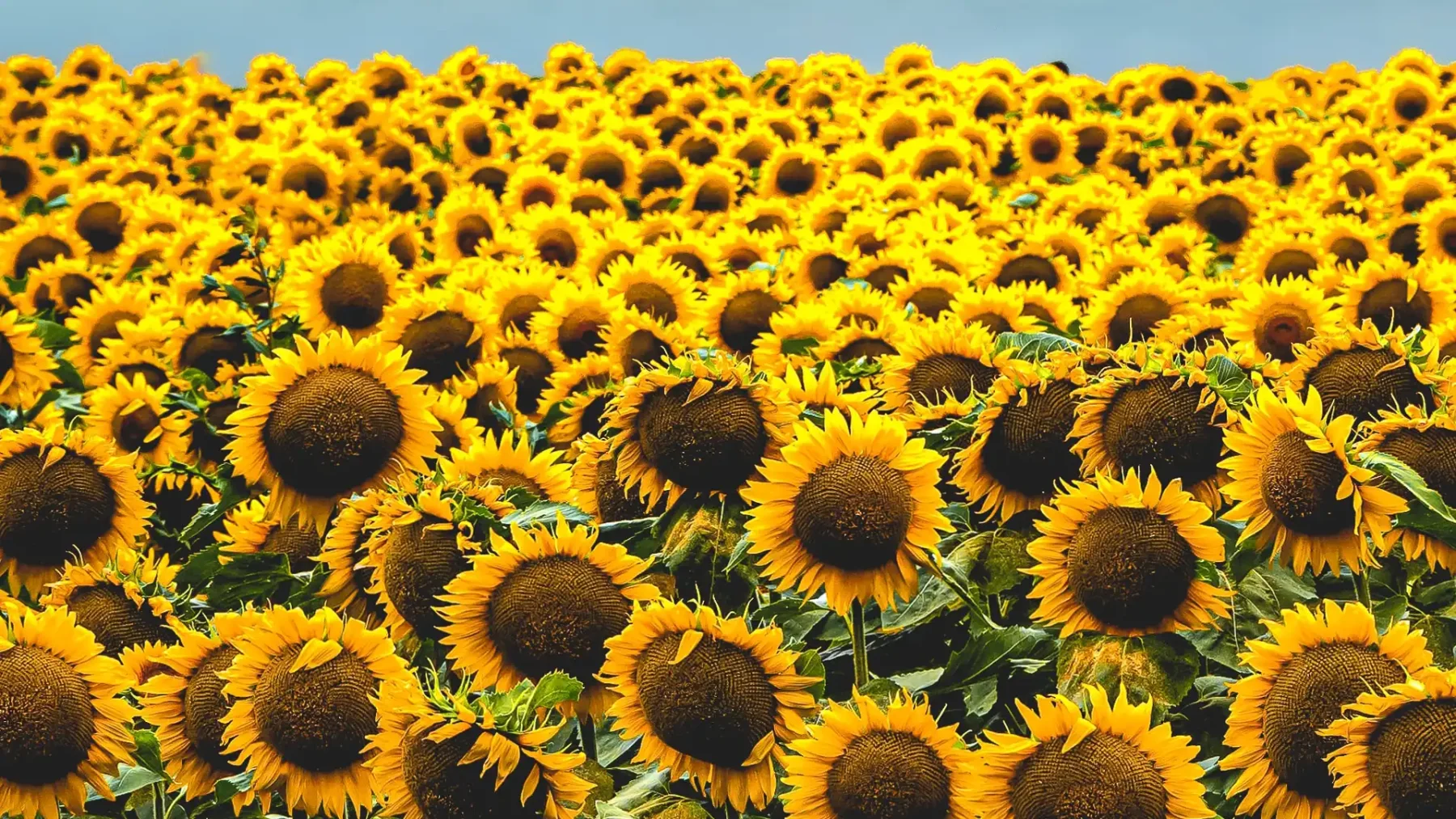 Stop met naakt poseren tussen onze zonnebloemen, smeekt Britse boerderij