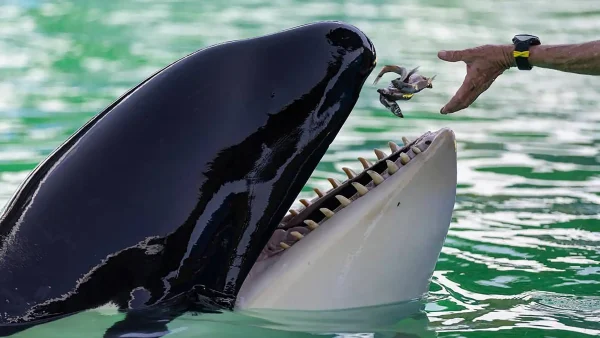 Orka Lolita overleden in Seaquarium Miami