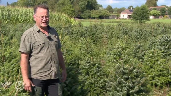 kerstbomen vernield