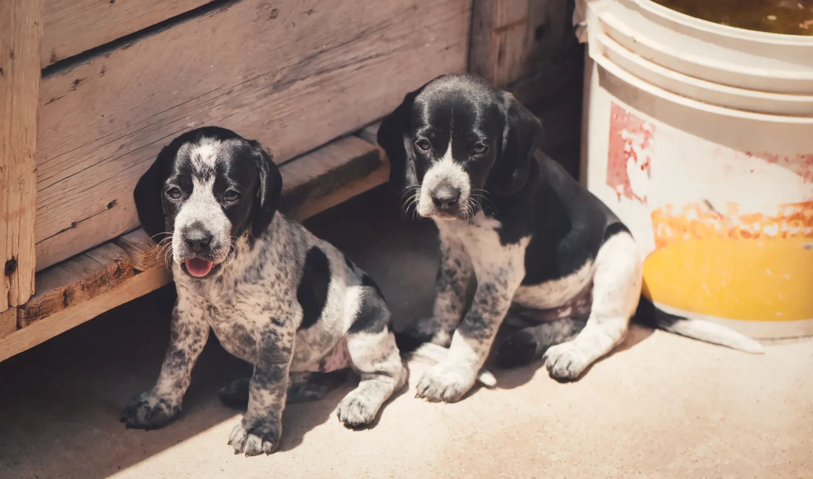 Verwaarloosde puppy's gevonden in kofferbak van auto