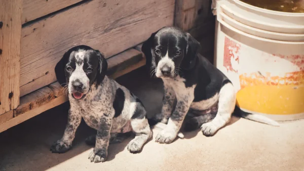 Verwaarloosde puppy's gevonden in kofferbak van auto
