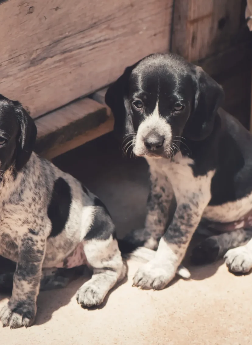 Verwaarloosde puppy's gevonden in kofferbak van auto