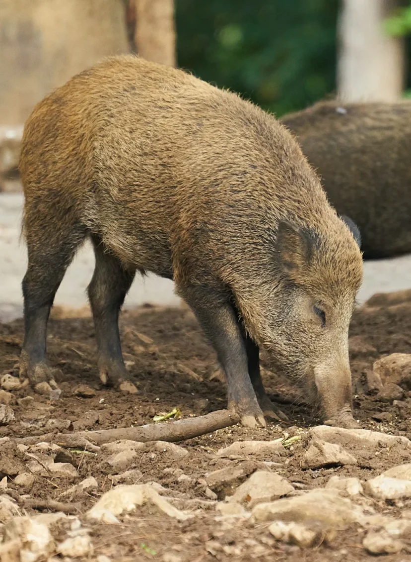 wilde zwijnen