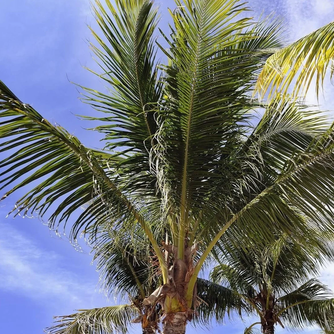 Meer oud-deelnemers Temptation Island met mentale klachten melden zich