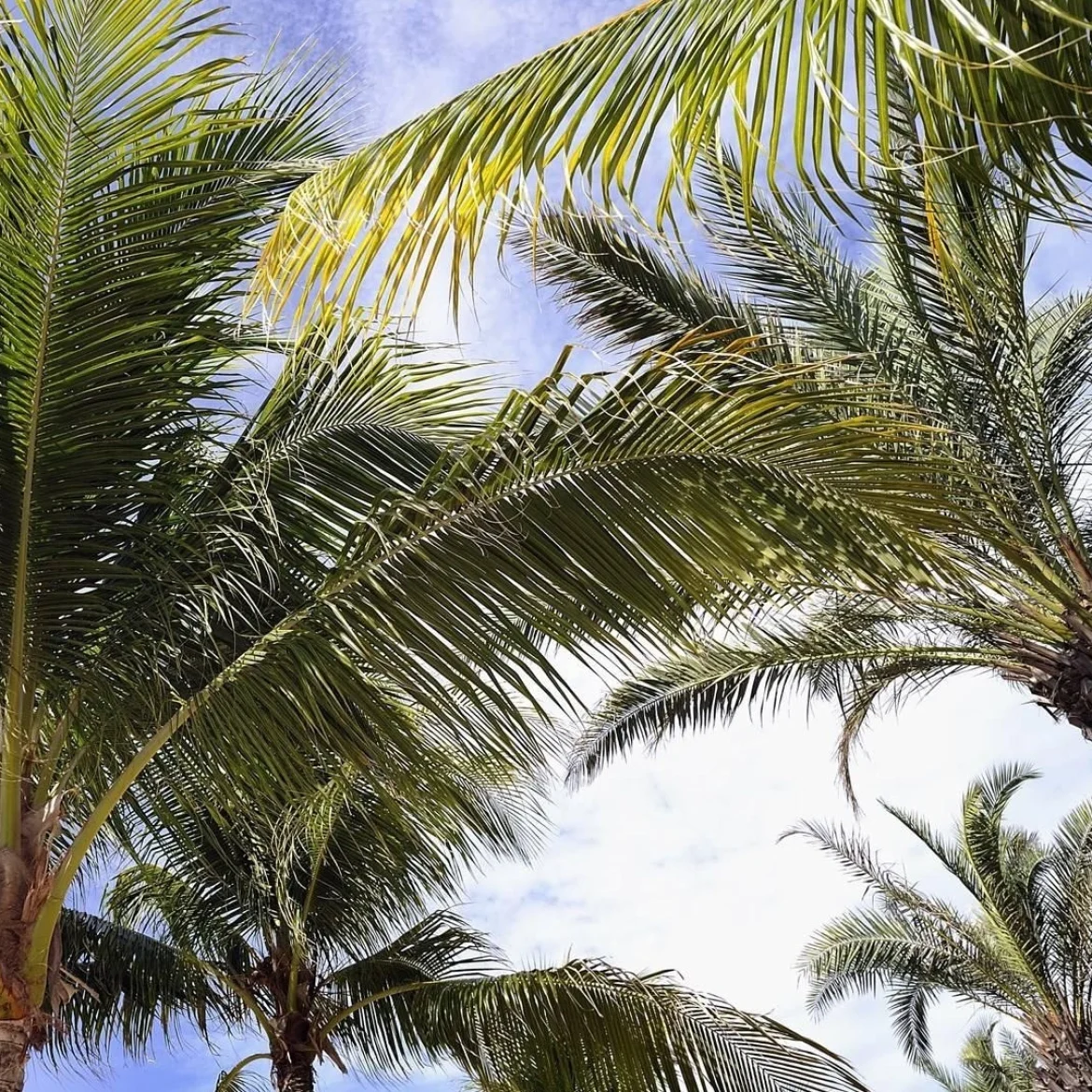 Meer oud-deelnemers Temptation Island met mentale klachten melden zich