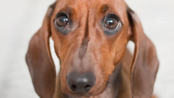 Wandelaar vindt tijdens het uitlaten van haar hond twee half-begraven dode honden