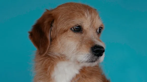 Hondje Muppet werd ernstig verwaarloosd uit een busje op straat gedumpt