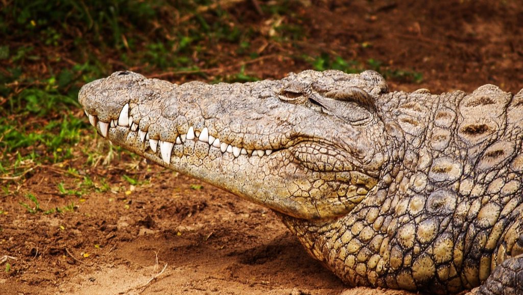 krokodil