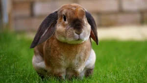 Thumbnail voor Pakketbezorger raakt konijn Okkie met loodzware doos vol hondenvoer