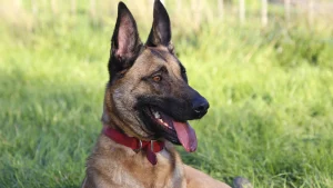 Thumbnail voor Vermiste hond Luca na meer dan vijf jaar herenigd met baasjes: 'Ze herkende mij meteen'