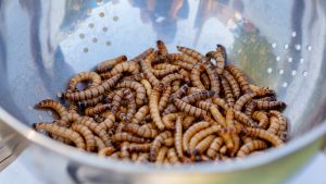Thumbnail voor Krekelcurry en wormenworstjes: proefpersonen vinden insectengerechten volwaardige vleesvervanger