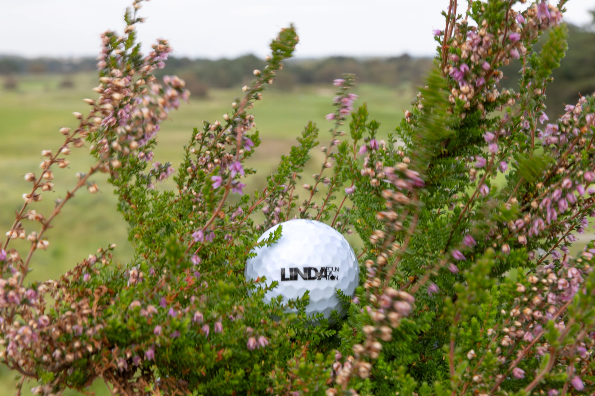 LINDA.foundation golfbal in heidestruik.