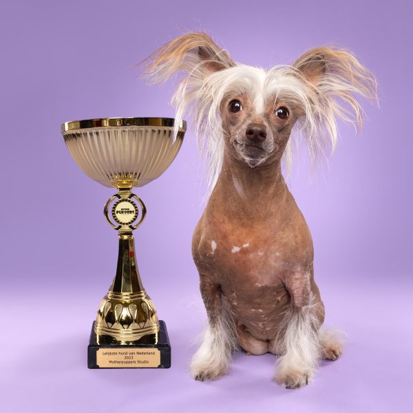 Cruella, Lelijkste hond van Nederland 2023 winnaar