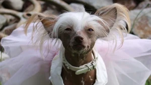 Cruella is verkozen tot 'lelijkste hond van Nederland': 'Voelt heel dubbel'