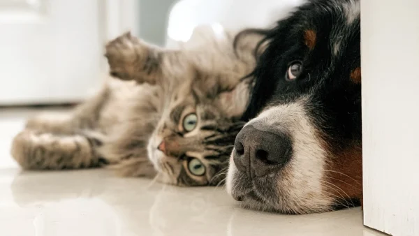 Hond en kat op de grond - lijst met meest voorkomende ongelukken van honden en katten