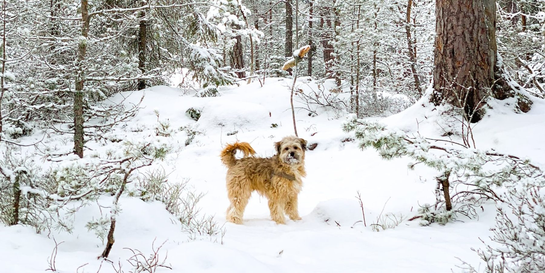 Warme trui aan en Mariah Carey door de speakers: dit weekend (natte) sneeuw op komst