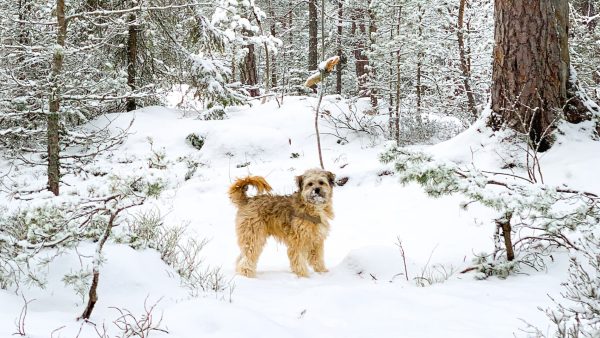 Warme trui aan en Mariah Carey door de speakers: dit weekend (natte) sneeuw op komst