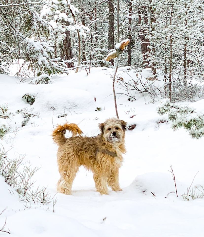 Warme trui aan en Mariah Carey door de speakers: dit weekend (natte) sneeuw op komst