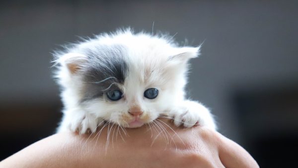 Er loopt een mogelijke kattenhater rond in Hoogeveen: binnen een week zes katten dood in het kanaal