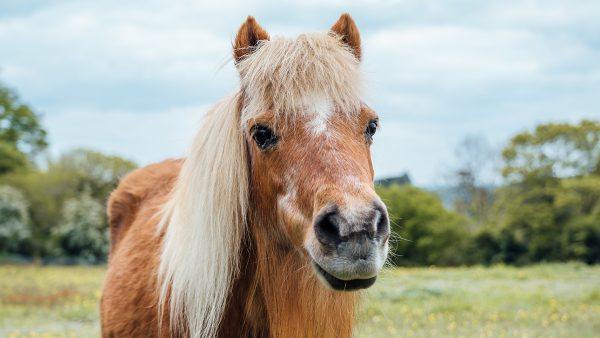 pony in grass