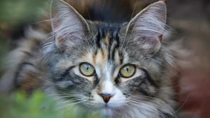 Thumbnail voor In Hoogenveen worden katten dood teruggevonden: 'De een met een hoofdwond, de ander met een tiewrap om de nek'