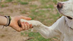 Thumbnail voor Baasje van hond die chihuahua Jessy doodbeet: 'We zijn met de dood bedreigd'