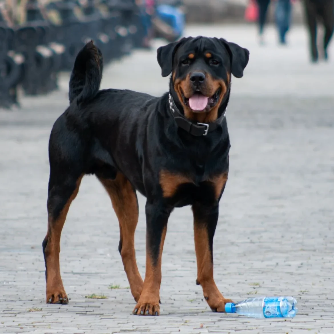 Asielhond op straat