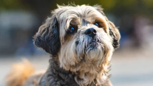 Thumbnail voor Moet je je huisdier wel of niet verzekeren? Dít adviseert een dierenarts