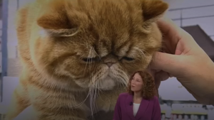 Thumbnail voor 'Kassa' uit kritiek op kattenshow vanwege ongezond schoonheidsideaal: 'Ernstig dierenleed'