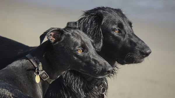 honden achtergelaten