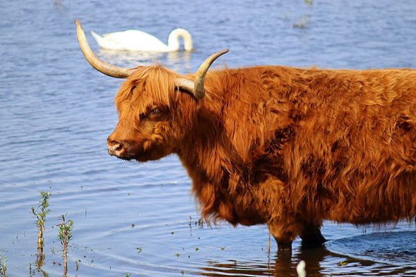 schotse hooglander in water