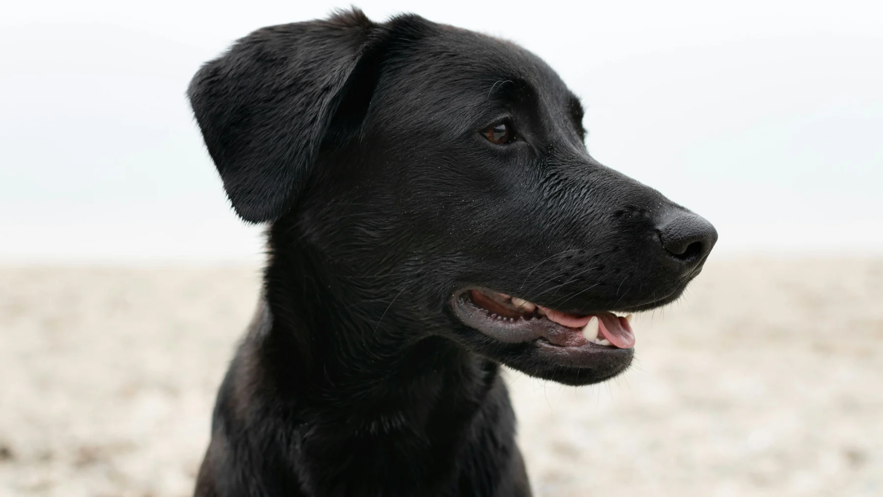 hond Ameland overleden