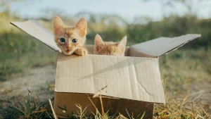 Thumbnail voor Vier verwaarloosde kittens in bosjes achtergelaten: 'Zaten onder de vlooien en wormen'
