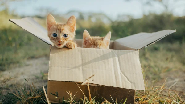 Vier verwaarloosde kittens in bosjes achtergelaten: 'Zaten onder de vlooien en wormen'