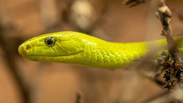 Ontsnapte Groene mamba slang in Tilburg. Beeld ter illustratie