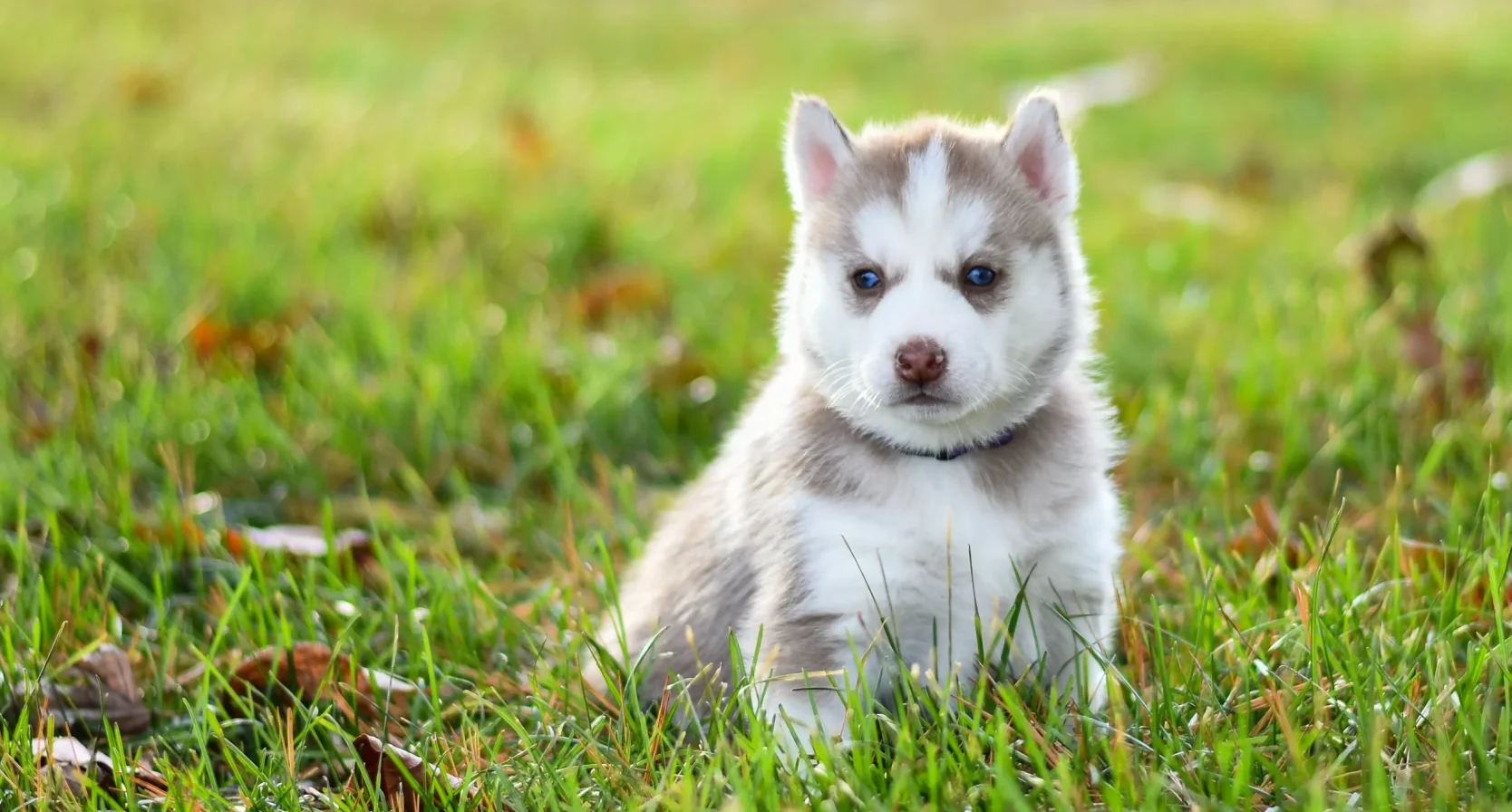 puppy's