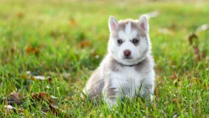 Thumbnail voor Dierenorganisatie: nog veel illegale advertenties voor puppy's