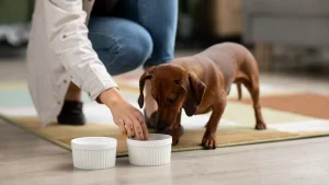 Thumbnail voor Dierenartsen slaan alarm: steeds meer honden met chocoladevergiftiging rond feestdagen