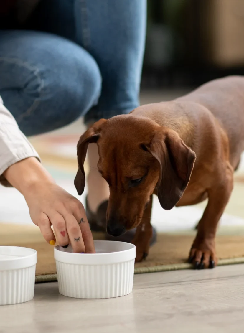 Dierenartsen waarschuwen: steeds meer dieren met chocoladevergiftiging rond de feestdagen