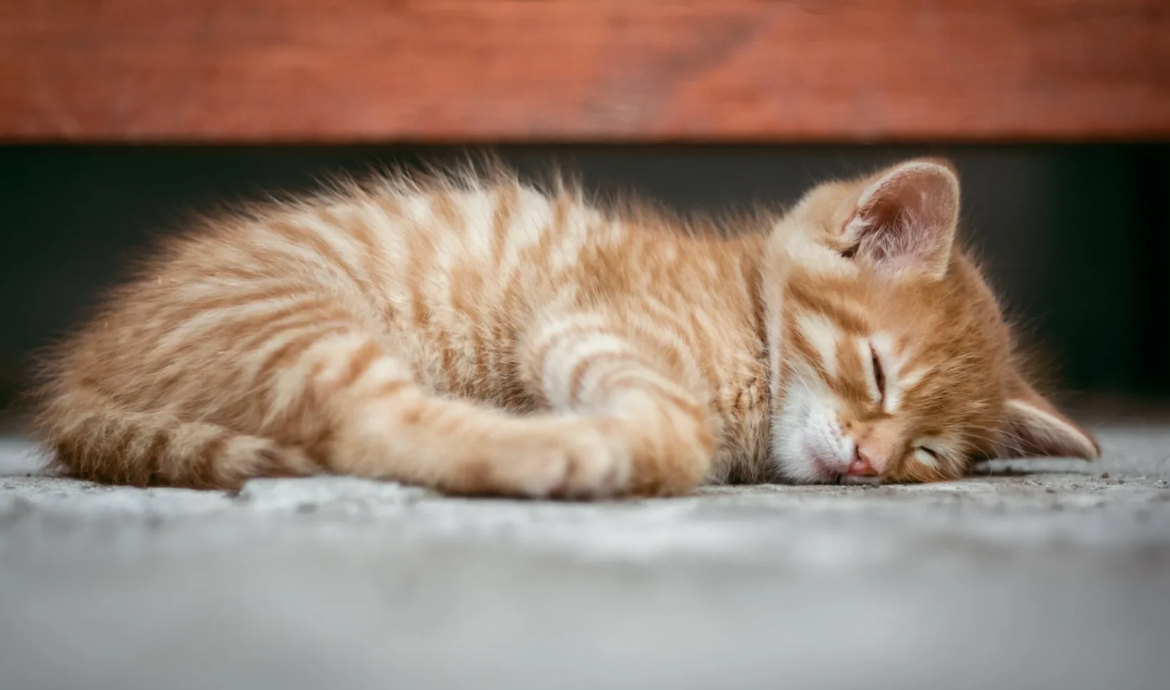 katten