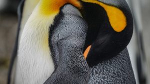 Thumbnail voor Pinguïns met 10.000 microdutjes per dag en vogels die vliegend tukken: deze dieren hebben rare slaapgewoonten