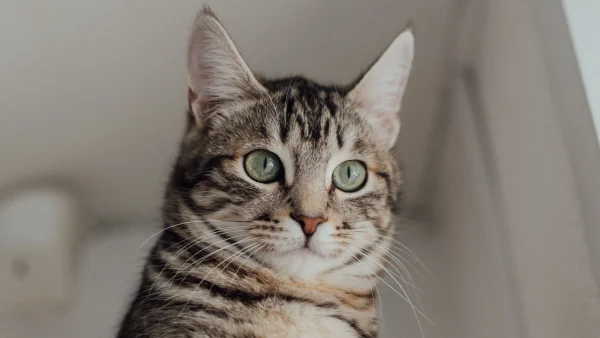Foto van een kat | ter illustratie bij operatie kat Marjolijn