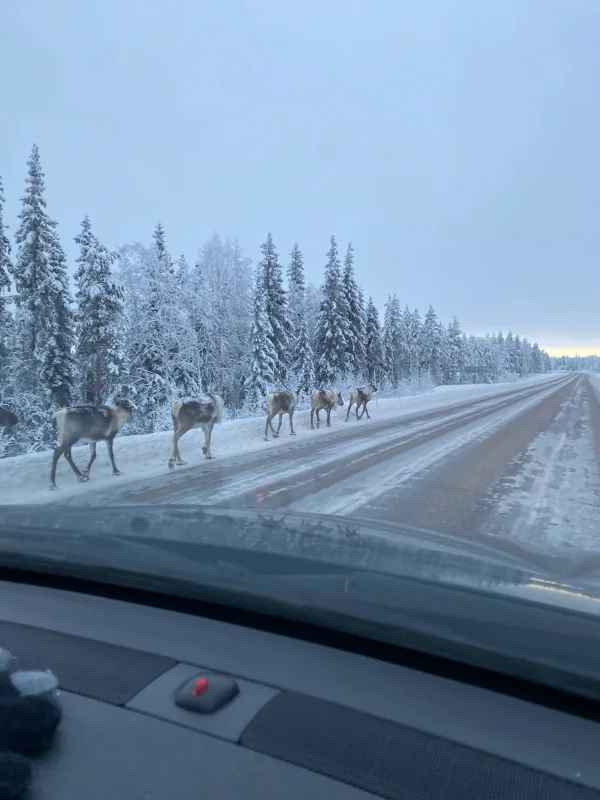 Elanden in Zweeds Lapland door de Familie Tappel