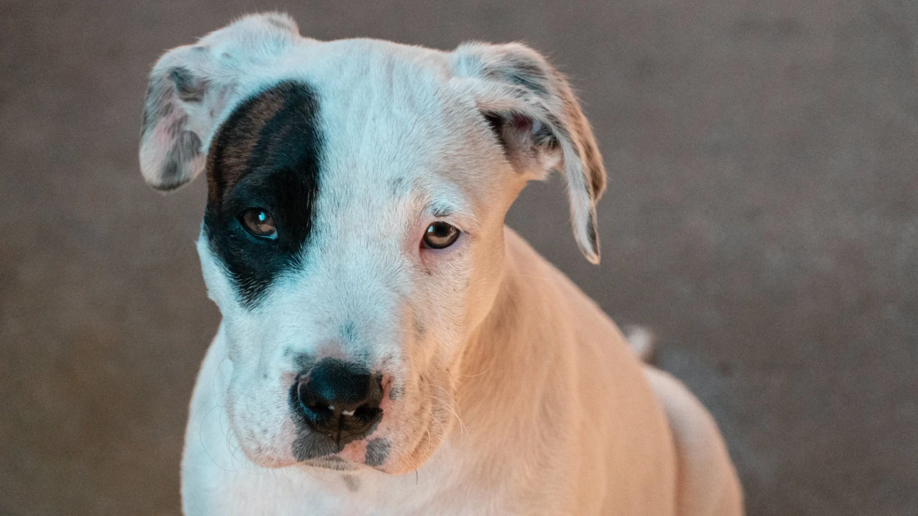 Mogelijk verbod op bijtgevaarlijke honden én een verplichte theoriecursus
