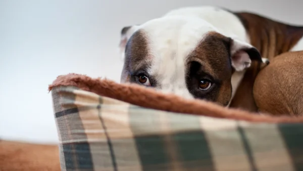 Hond is bang door vuurwerk