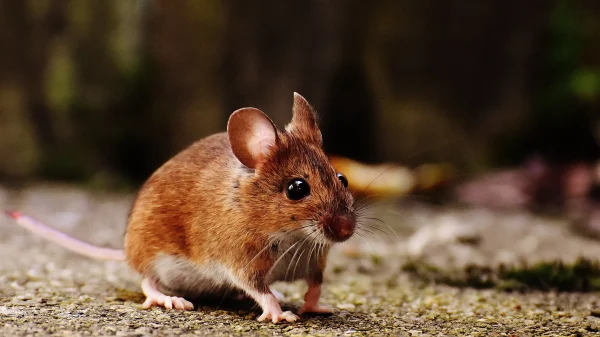 Van kurk tot kabelbinder: muis uit Wales ruimt 's nachts stiekem rommelige schuur op