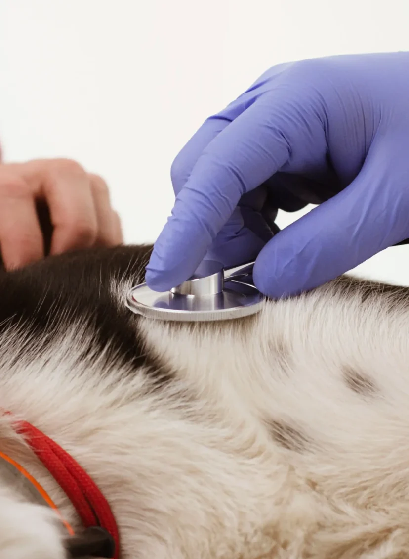 Agenten vinden doodzieke hond in donkere kamer