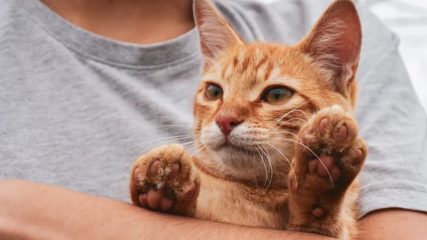 Helemaal klaar met je ex? Je kan 'm dankzij dit Amerikaanse dierenasiel symbolisch laten castreren